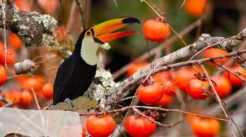 Eu vi um tucano comer um caqui no pé